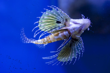 Aquarium fish close-up view from below