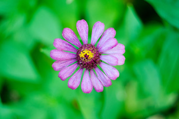 Obraz premium Close up of beautiful purple chrysanthemum flower with green background