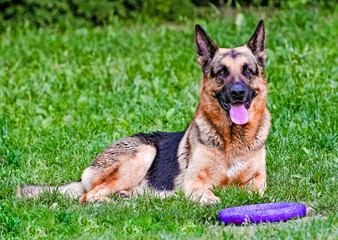 German shepherd near puller.  The German shepherd lies near a puller.