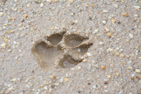 Tiger or Cat foot step on mud