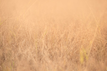 Fototapeta premium Backlit evening dead grasses and weeds in a meadow in golden light