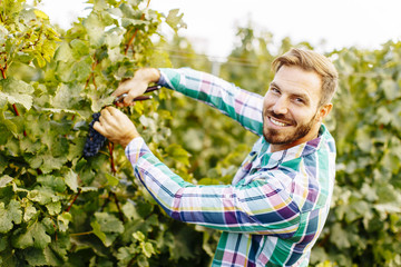 Young man working in the vineyard