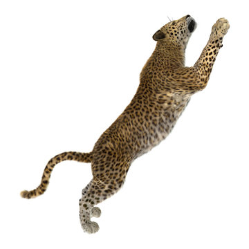 3D Rendering Big Cat Leopard on White