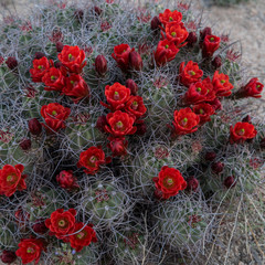Claret Cup Cactus Covered in Red Blooms