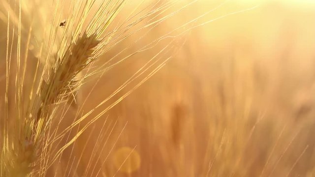 Amazing magic golden sunlight on field of wheat. Wheat crop sways on the field with golden sunlight closeup. Original high quality video.