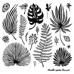 Set of black doodle exotic palm leaves on a white background. Vector botanical illustration, elements for design.