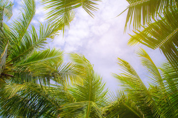 Fototapeta na wymiar Palm trees against blue sky Palm tree at tropical coast vintage toned and stylized coconut tree
