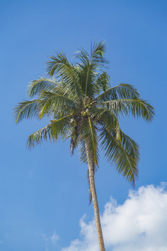 Palm on Mirissa beach in Sri Lanka