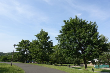Fototapeta na wymiar 初夏の公園散歩