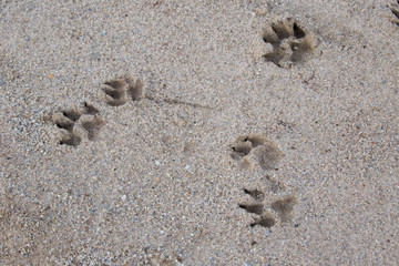 print of the dogs foot on the sand