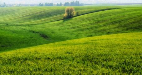 A hilly field. A picturesque hilly field, a spring morning