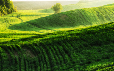 Green hilly field