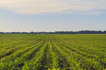 Fototapeta na wymiar field corn grown on natural fertilizer