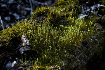 Moss in spring