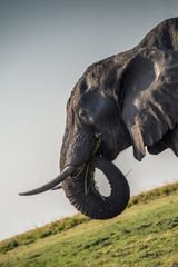 Fototapeta premium Elephant eating in Chobe National Park in Botswana