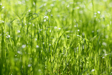 Green grass close-up. Sunny young green grass, close-up. Selective focus. It's good to use it as a background. 