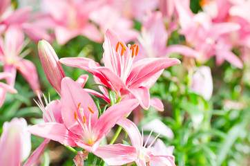Pink lily flower blossom in a garden