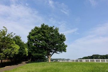 初夏の公園散歩
