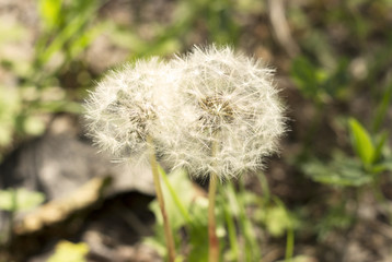dandelion