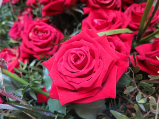 rosas rojas