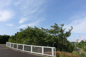 初夏の公園散歩