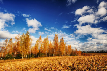 Autumn field. Picturesque hilly field. A birch grove and a beautiful sky