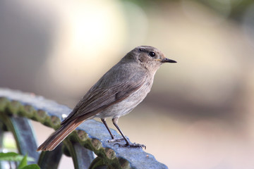 Gartenrotschwanz. Juvenile Common Redsta