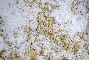 Mini shrimp and sea salt for making Thai shrimp paste