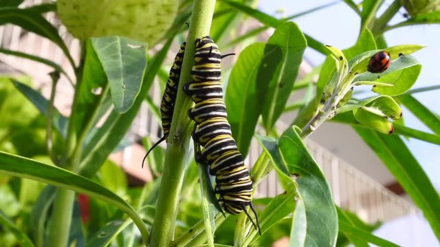 Monarch butterfly caterpillar Insect
