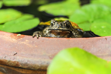 Toad floats in a pot with lotus leaves in the garden.