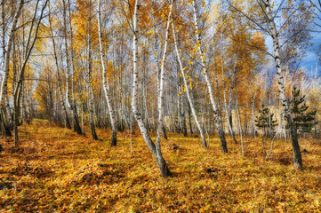 autumn forest. Autumn morning in the birch forest