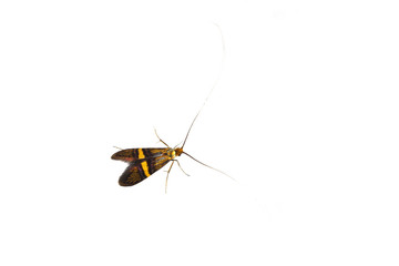 Longhorn moth (Adela degeerella) on a white background