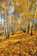 autumn forest. Autumn morning in the birch forest