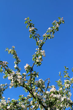 Apple tree branches in bloom against the blue sky