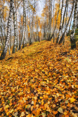 autumn forest. Autumn morning in the birch forest