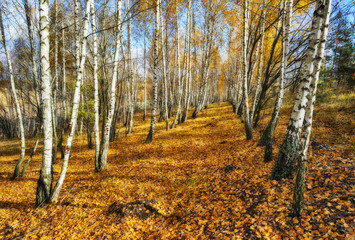 Obraz premium autumn forest. Autumn morning in the birch forest