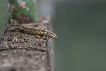 Lucertola sopra un murol