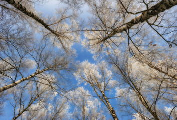 Fototapeta na wymiar winter forest. Trees against the sky. frosty morning