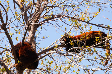 Obraz premium Red RIVER