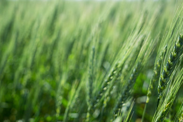 Ear of unripe wheat close-up