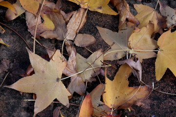 Background of yellow and brown autumn leaves. Fallen autumn leaves on the ground.