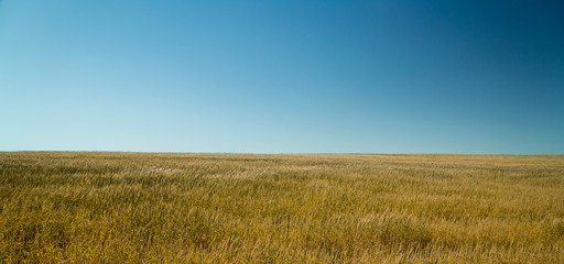 The field of ripe wheat in windy weather - obrazy, fototapety, plakaty