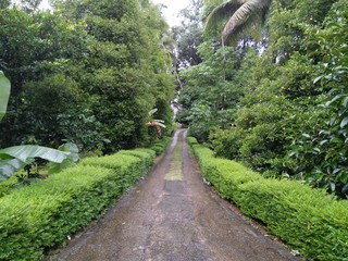 Green Walkway
