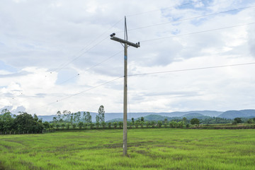 Fototapeta na wymiar Old electric pole in countryside.