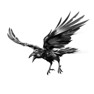 drawn flying crow on white background