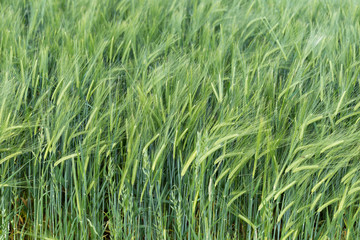Close up texture of green wheat plants crops field in a farm