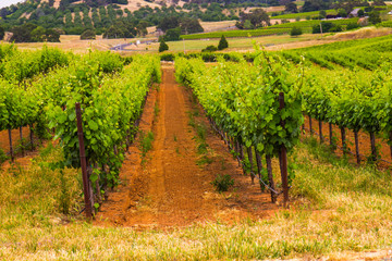 Fototapeta na wymiar Rows Of Grape Vines