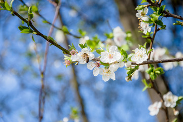 White cherry blossom flower