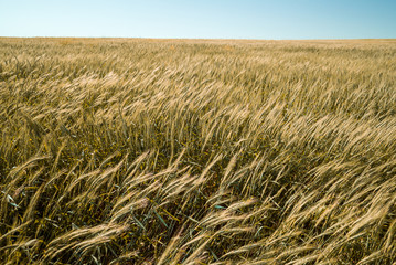 The field of ripe wheat in windy weather