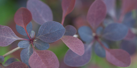 Unusual beautiful red and burgundy leaves on a branch
